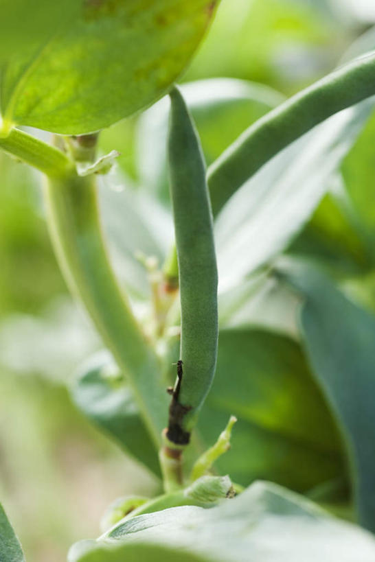 无人,竖图,室外,特写,白天,正面,植物,豆,扁豆,蔬菜,阴影,朦胧,模糊,新鲜,光线,影子,豆类,豆子,食品,食物,两个,阳光,有机食品,绿色食品,豆科,白扁豆,羊眼豆,沿篱豆,小刀豆,藤豆,树豆,膨皮豆,南豆,南扁豆,凉衍豆,蛾眉豆,茶豆,藊豆,彩图