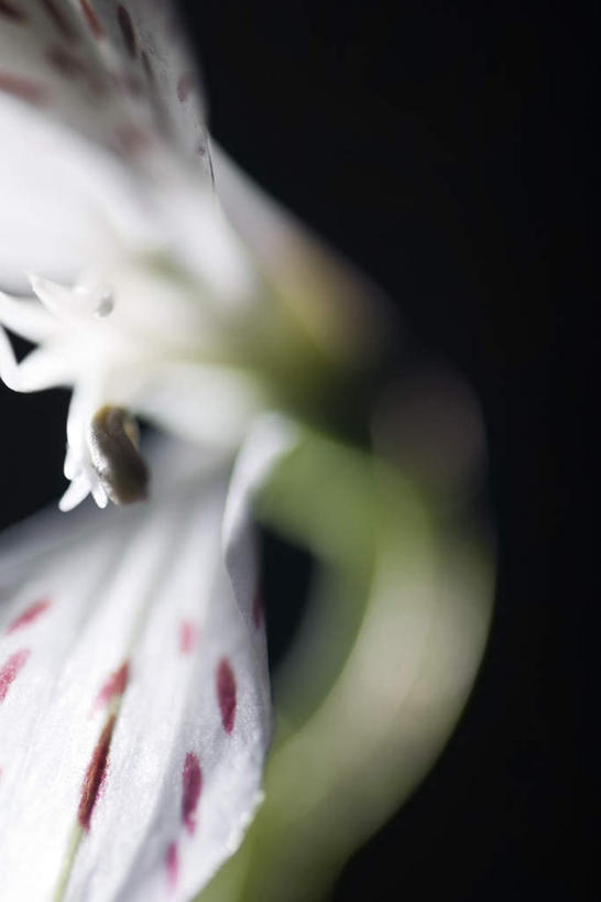 无人,竖图,俯视,室内,特写,白天,植物,六出花,静物,黑色背景,朦胧,模糊,盛开,花,花瓣,花朵,花卉,鲜花,一朵,花蕊,摄影,影棚,水仙百合,秘鲁百合,彩图,高角度拍摄,影棚拍摄,拍摄