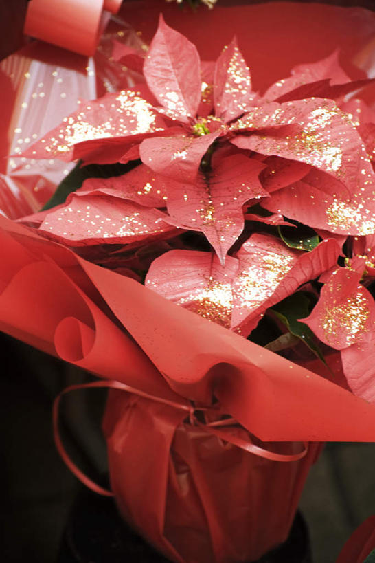 无人,竖图,俯视,室内,特写,白天,叶子,圣诞节,许多,节日,朦胧,模糊,庆祝,装饰,红叶,圣诞红,一品红,文化,红色,圣诞花,一束,庆典,嫩叶,猩猩木,纪念,绿洲,叶,叶片,彩图,高角度拍摄