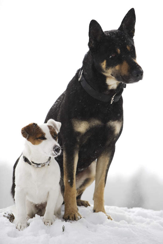 无人,坐,竖图,室外,特写,白天,正面,雪,大雪,宠物,狗,朦胧,模糊,并排,积雪,雪景,冬天,注视,蓝色,蓝天,天空,动物,天,观察,看,两只,可爱,比格犬,观看,察看,德国牧羊犬,关注,忠诚,犬,坐着,半身,彩图