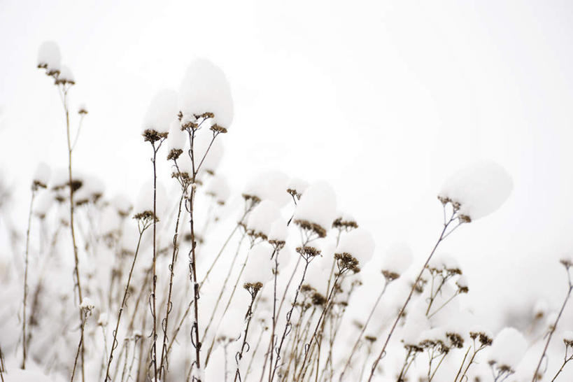无人,横图,室外,白天,仰视,旅游,度假,美景,雪,植物,大雪,枯萎,积雪,景观,雪景,冬天,枯草,娱乐,草,自然,享受,休闲,景色,放松,自然风光,彩图,低角度拍摄