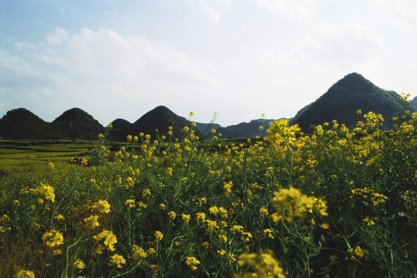 无人,横图,室外,白天,正面,旅游,度假,草地,草坪,美景,山,山脉,树林,植物,中国,亚洲,许多,盛开,景观,山峰,云,云朵,山峦,花蕾,云彩,娱乐,云南,草,花,花瓣,花朵,鲜花,树,树木,黄色,蓝色,绿色,白云,蓝天,天空,自然,群山,天,花苞,花蕊,油菜花,享受,休闲,景色,放松,生长,晴朗,成长,自然风光,东亚,罗平,云南省,曲靖市,曲靖,中华人民共和国,西南地区,滇,晴空,彩图