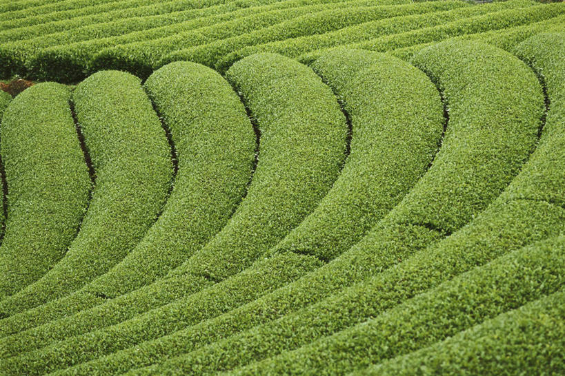 无人,农田,横图,俯视,航拍,室外,白天,旅游,度假,庄稼,美景,日本,亚洲,许多,景观,茶叶,娱乐,茶园,自然,享受,休闲,景色,放松,鸟瞰,自然风光,东亚,日本国,彩图,高角度拍摄,耕地,庄稼田