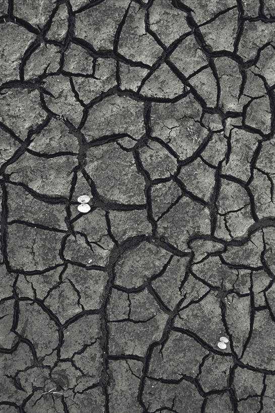 无人,竖图,俯视,室外,特写,白天,美景,贝壳,龟裂,干燥,景观,自然灾害,两个,自然,景色,环境,干涸,干旱,自然风光,贝类外壳,海螺壳,软体动物外壳,彩图,高角度拍摄,灾害