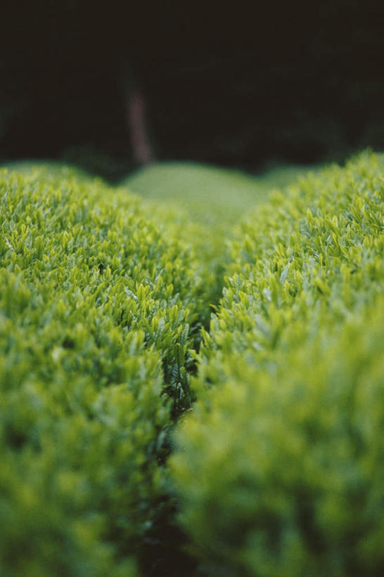 无人,竖图,室外,特写,白天,正面,旅游,度假,草地,草坪,美景,植物,静物,一排,许多,朦胧,模糊,整齐,景观,娱乐,草,排列,绿色,自然,享受,休闲,景色,放松,灌木,队列,自然风光,户外运动,彩图