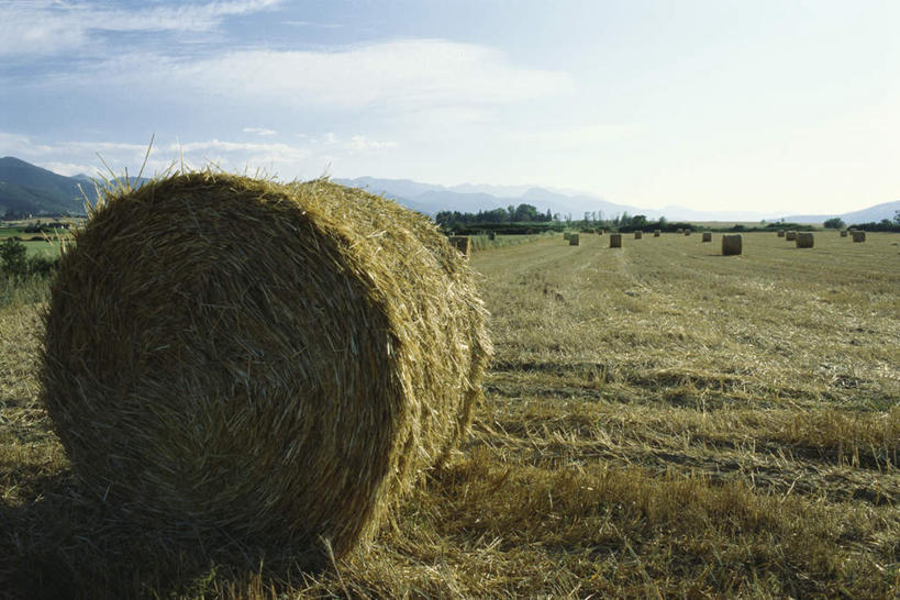 无人,农田,横图,室外,白天,正面,旅游,度假,庄稼,草地,草坪,美景,树林,植物,西班牙,欧洲,阴影,光线,影子,景观,云,云朵,干草堆,云彩,娱乐,草,树,树木,蓝色,绿色,白云,蓝天,天空,阳光,自然,草垛,天,享受,休闲,景色,放松,生长,晴朗,成长,南欧,自然风光,西班牙王国,晴空,彩图,耕地,庄稼田