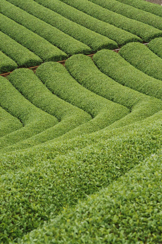 无人,农田,竖图,俯视,室外,白天,旅游,度假,庄稼,美景,道路,路,日本,亚洲,许多,景观,小路,茶叶,交通,娱乐,茶园,自然,享受,休闲,景色,放松,有机食品,绿色食品,乡间小路,自然风光,东亚,日本国,彩图,高角度拍摄,耕地,庄稼田