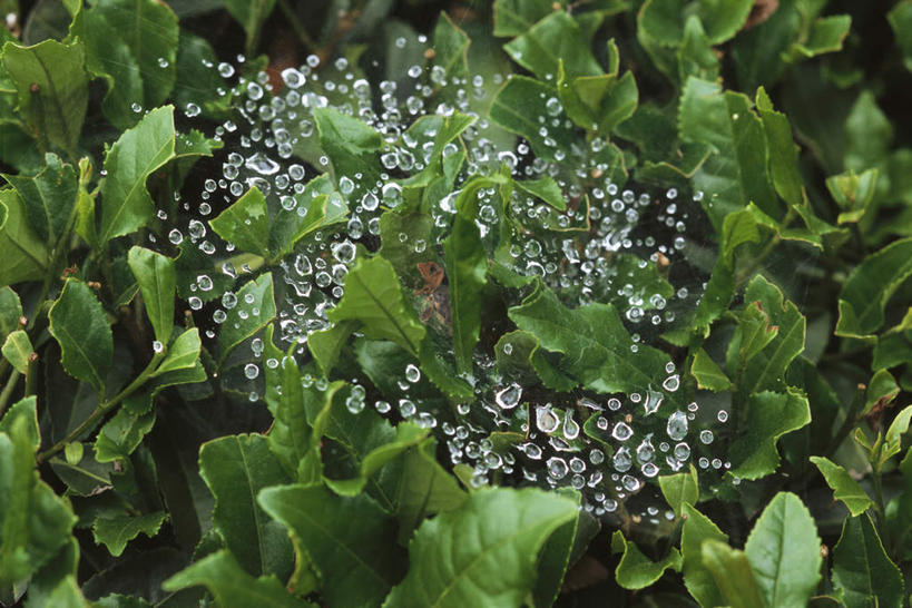 无人,横图,俯视,室外,白天,旅游,度假,美景,露水,茶,日本,亚洲,许多,蜘蛛网,网,景观,茶叶,娱乐,自然,享受,休闲,景色,放松,自然风光,东亚,日本国,彩图,高角度拍摄