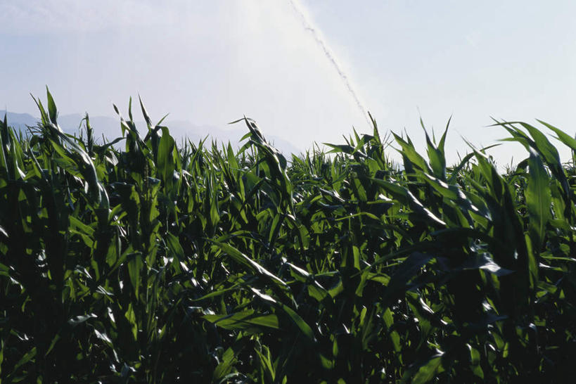 无人,农田,横图,室外,白天,正面,旅游,度假,庄稼,灌溉,玉米,美景,水,叶子,西班牙,欧洲,阴影,飞溅,溅,光线,液体,影子,景观,水滴,云,云朵,谷物,绿叶,云彩,娱乐,水珠,蓝色,绿色,白云,蓝天,天空,阳光,自然,天,享受,休闲,嫩叶,景色,放松,南欧,喷洒,自然风光,加泰罗尼亚,西班牙王国,叶,叶片,彩图,耕地,庄稼田