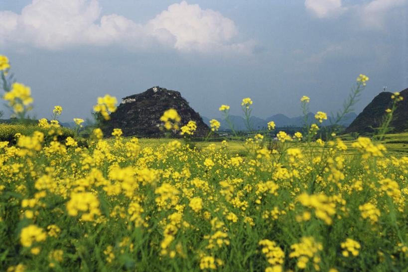 无人,横图,室外,白天,正面,旅游,度假,花海,花圃,美景,山,植物,中国,亚洲,许多,盛开,景观,山峰,云,云朵,山峦,花蕾,云彩,娱乐,云南,花,花瓣,花朵,花卉,鲜花,黄色,蓝色,白云,蓝天,天空,自然,花丛,花田,天,花苞,花蕊,油菜花,享受,休闲,景色,放松,自然风光,东亚,罗平,云南省,曲靖市,曲靖,罗平县,中华人民共和国,西南地区,滇,彩图