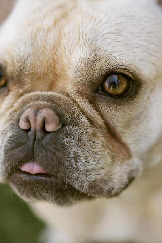 头,无人,坐,竖图,室外,特写,白天,正面,草地,草坪,植物,宠物,狗,斗牛犬,草,一只,绿色,动物,可爱,牛头犬,忠诚,英国斗牛犬,斗牛狗,老虎狗,英国老虎犬,头部,犬,坐着,半身,彩图,法国斗牛犬