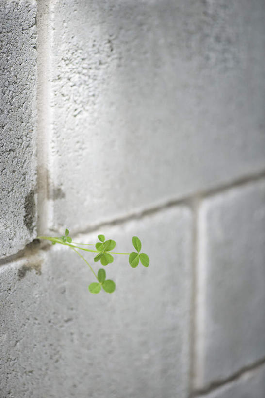 无人,竖图,室内,特写,白天,正面,爱情,自由,幸福,植物,静物,叶子,阴影,光线,影子,墙,三叶草,绿叶,墙壁,墙面,绿色,阳光,嫩叶,希望,和平,车轴草,苜蓿,统一,团结,叶,叶片,彩图