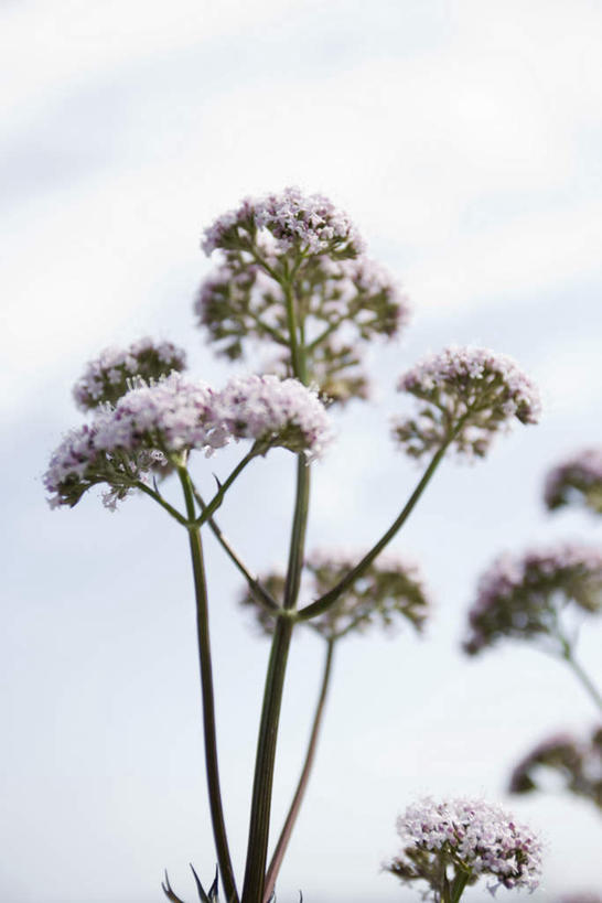 无人,竖图,室外,白天,正面,美景,植物,叶子,许多,盛开,景观,云,云朵,绿叶,云彩,花,花瓣,花朵,花卉,鲜花,粉色,蓝色,白云,蓝天,天空,自然,天,花蕊,嫩叶,景色,自然风光,缬草,欧缬草,叶,叶片,彩图