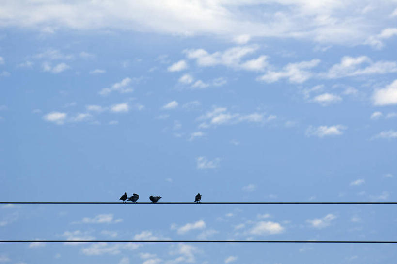 站,横图,室外,白天,仰视,鸽子,鸟,野生动物,四只,电线,云,云朵,云彩,蓝色,白云,蓝天,天空,动物,天,站着,可爱,栖息,活泼,光缆,站立,彩图,低角度拍摄,全身