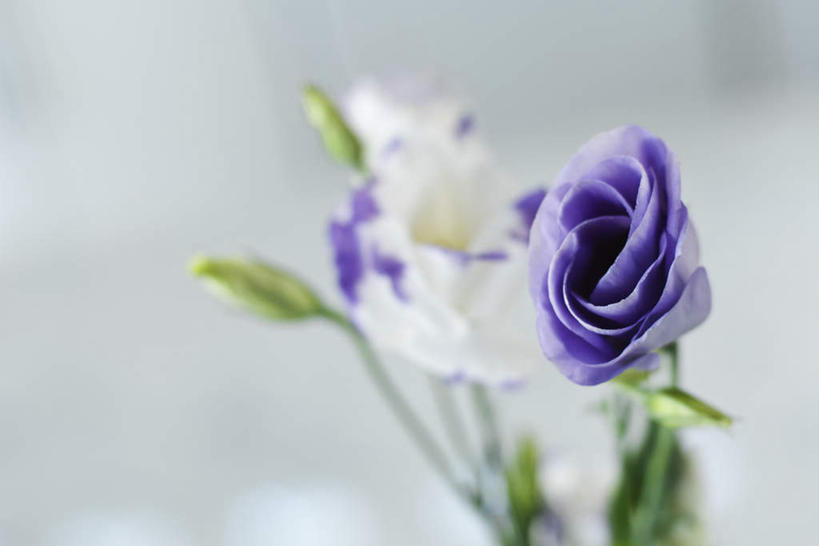 无人,横图,室内,白天,正面,美景,植物,叶子,朦胧,模糊,盛开,景观,绿叶,花,花瓣,花朵,花卉,鲜花,一朵,蓝色,白色,自然,花蕊,嫩叶,景色,桔梗花,僧冠帽,自然风光,六角荷,梗草,叶,叶片,彩图