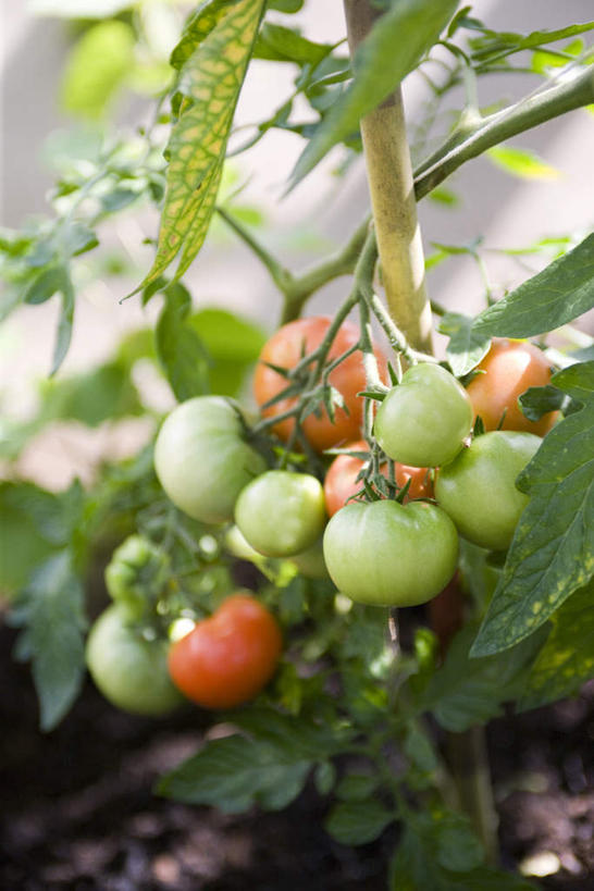 无人,菜园,竖图,室内,白天,正面,农作物,田园,蔬菜,西红柿,悬挂,新鲜,暖棚,食品,食物,红色,绿色,有机食品,绿色食品,菜棚,田庄,番茄,彩图