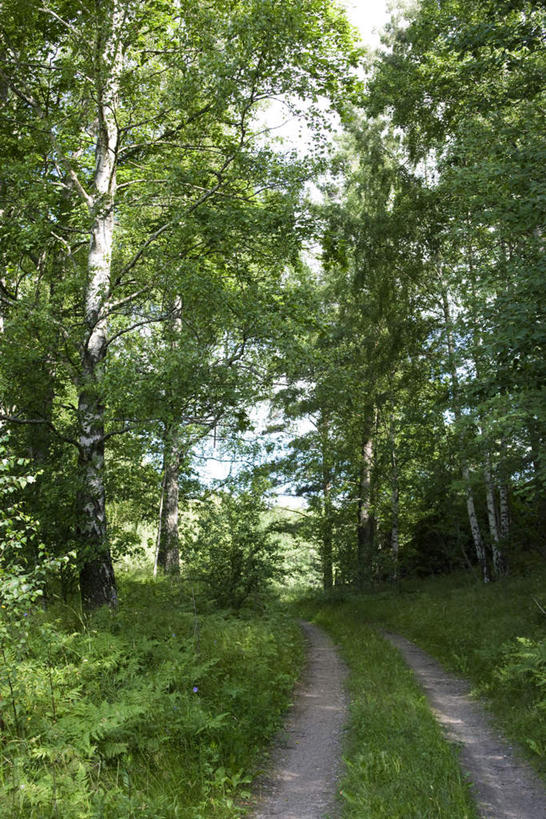 无人,竖图,室外,白天,正面,旅游,度假,草地,草坪,美景,植物,道路,路,瑞典,欧洲,阴影,光线,影子,景观,小路,交通,娱乐,草,树,树木,绿色,阳光,自然,享受,休闲,景色,放松,生长,成长,宁静,斯堪的纳维亚,安宁,自然风光,北欧,斯堪的纳维亚半岛,瑞典王国,彩图