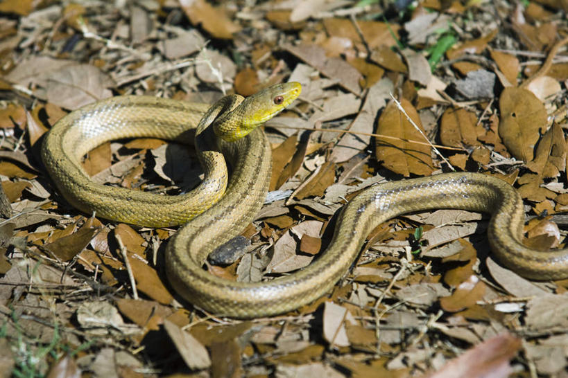 无人,横图,俯视,室外,特写,白天,美景,植物,野生动物,叶子,一条,枯萎,朦胧,模糊,曲折,弯曲,爬行动物,蛇,景观,枯草,枯叶,落叶,草,黄色,自然,动物,景色,蜿蜒,自然风光,冷血动物,凶猛,脊椎动物,长虫,鼠蛇,残暴,凶残,叶,叶片,半身,彩图,高角度拍摄,冷血