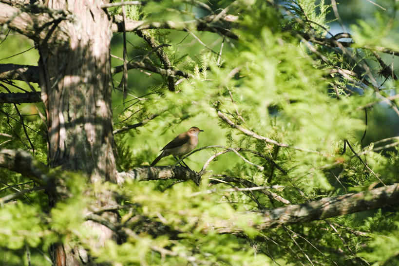 无人,横图,室外,白天,正面,旅游,度假,美景,植物,鸟,叶子,许多,阴影,光线,鸟类,影子,景观,绿叶,雪松,枝条,娱乐,树,树干,树木,树枝,一只,阳光,自然,享受,休闲,嫩叶,景色,放松,自然风光,虬枝,枝杈,停驻,棕灶鸟,叶,叶片,彩图,全身