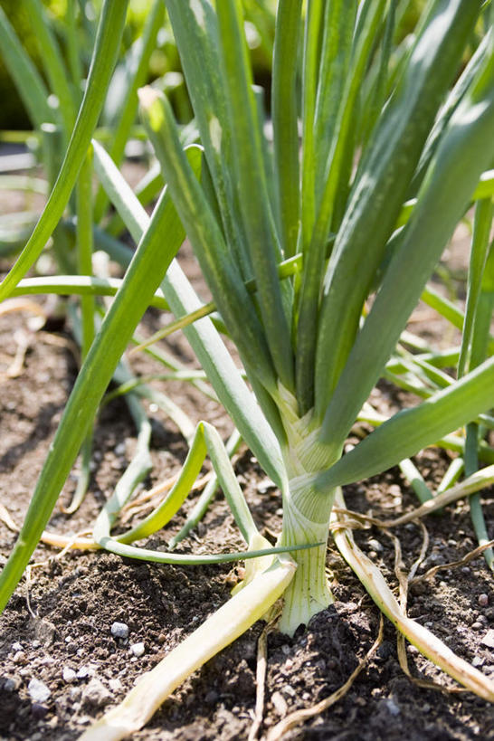 无人,菜园,农田,竖图,俯视,室外,特写,白天,庄稼,农作物,美景,蔬菜,蒜,许多,种植,阴影,新鲜,光线,影子,景观,泥土,土壤,食品,地面,蒜头,食物,阳光,自然,景色,有机食品,绿色食品,生长,栽培,栽种,自然风光,莳植,胡蒜,大蒜,彩图,高角度拍摄,耕地,庄稼田