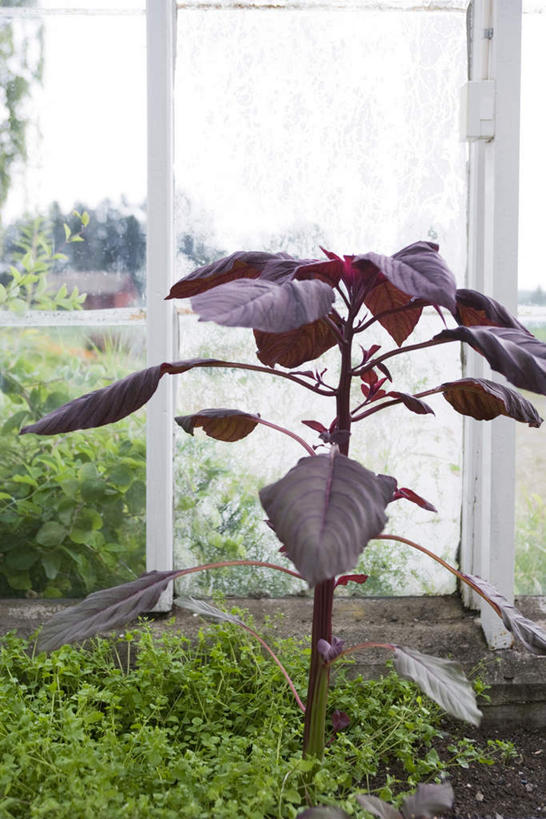 无人,竖图,室内,白天,正面,旅游,度假,美景,植物,窗户,叶子,许多,景观,园艺,温室,娱乐,玻璃窗,树,树木,绿色,紫色,自然,享受,休闲,景色,放松,生长,成长,园林,自然风光,紫苏,赤苏,红苏,黑苏,叶,叶片,彩图