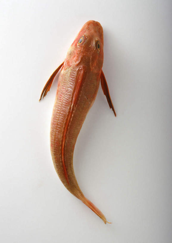 海鲜,无人,竖图,俯视,室内,特写,白天,白色背景,餐桌,桌子,静物,一条,鱼,食品,水产,食物,红色,摄影,影棚,餐台,海产品,绯鲵鲣,彩图,高角度拍摄,影棚拍摄,拍摄