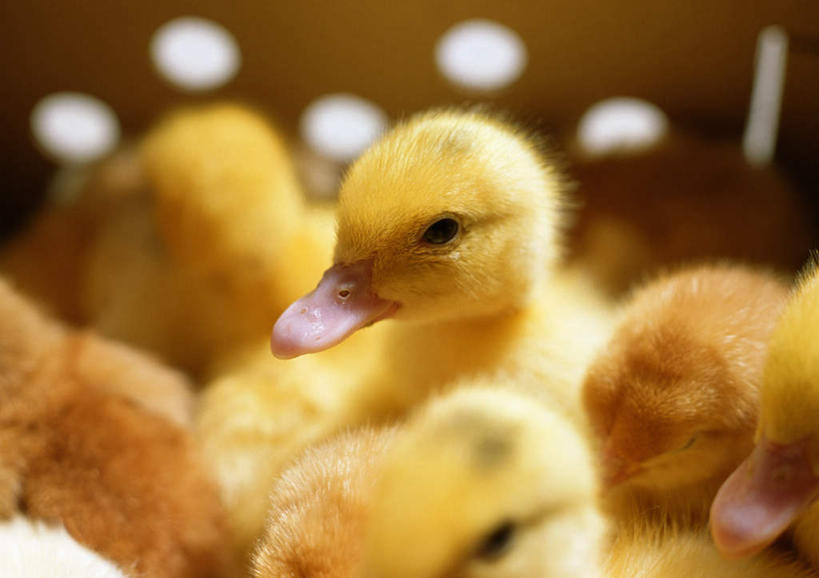 无人,站,横图,室内,白天,正面,野生动物,许多,鸭子,黄色,动物,站着,可爱,活泼,站立,彩图