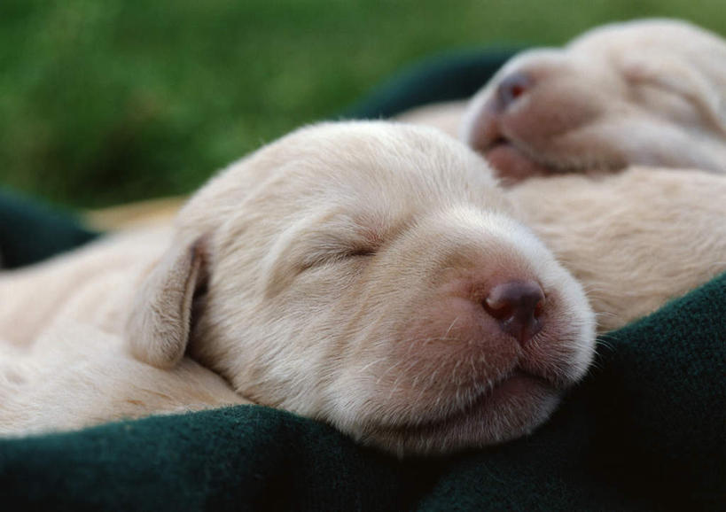 无人,横图,室外,白天,正面,草地,草坪,植物,篮子,金毛犬,草,黄色,绿色,三条,金毛,寻回犬,金毛寻回犬,半身,彩图