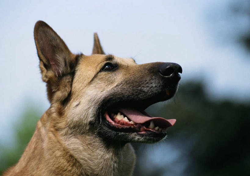 无人,横图,室外,白天,正面,植物,树,树木,绿色,自然,生长,成长,德国牧羊犬,德国狼犬,黑背,彩图