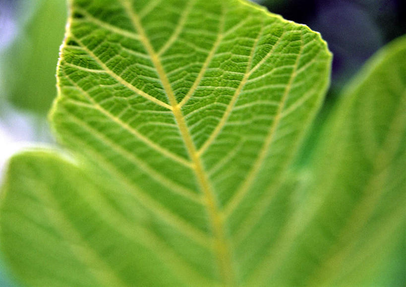 无人,横图,室内,白天,正面,美景,叶子,一片,朦胧,模糊,景观,绿叶,自然,嫩叶,景色,自然风光,叶,叶片,叶脉,彩图