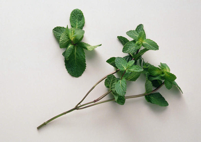 无人,横图,俯视,室内,特写,白天,白色背景,餐桌,桌子,静物,叶子,许多,调料,薄荷,绿叶,调味品,调味料,绿色,嫩叶,摄影,影棚,餐台,叶,叶片,彩图,高角度拍摄,影棚拍摄,拍摄