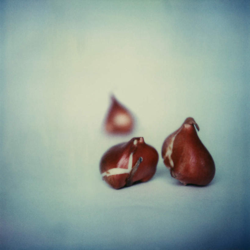 无人,方图,俯视,室内,特写,白天,白色背景,洋葱,静物,朦胧,模糊,茎,三个,摄影,影棚,球茎,圆葱,洋葱头,球葱,彩图,高角度拍摄,影棚拍摄,拍摄