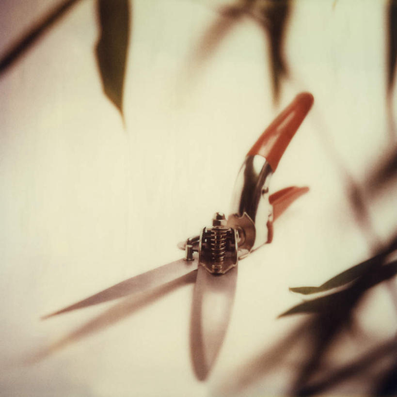 无人,方图,俯视,室内,特写,白天,白色背景,农业,静物,叶子,修剪,朦胧,模糊,工具,剪刀,绿叶,嫩叶,摄影,影棚,裁剪,剪子,剪裁,切割,农具,园艺剪,叶,叶片,彩图,高角度拍摄,影棚拍摄,拍摄