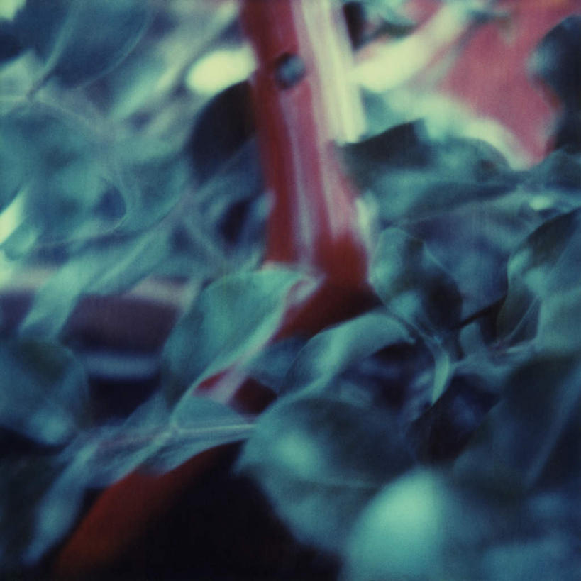 无人,方图,室内,特写,白天,白色背景,正面,农业,静物,叶子,一把,朦胧,模糊,工具,园艺工具,园艺,绿叶,红色,嫩叶,摄影,影棚,农具,叶,叶片,彩图,影棚拍摄,拍摄