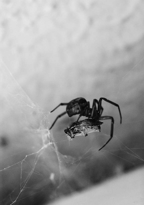 无人,竖图,黑白,室外,特写,白天,正面,阴影,网状,朦胧,模糊,反射,光线,昆虫,蜘蛛,蜘蛛网,网,影子,一个,动物,摄影,影棚,单个,益虫,蛛网,影棚拍摄,拍摄