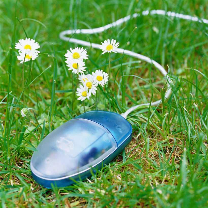 无人,方图,俯视,室外,特写,白天,鼠标,草地,草坪,植物,静物,盛开,玛格丽特,花蕾,输入设备,草,雏菊,花,花瓣,花朵,鲜花,一个,绿色,花苞,花蕊,菊花,单个,延命菊,幸福花,春菊,马兰头花,彩图,高角度拍摄