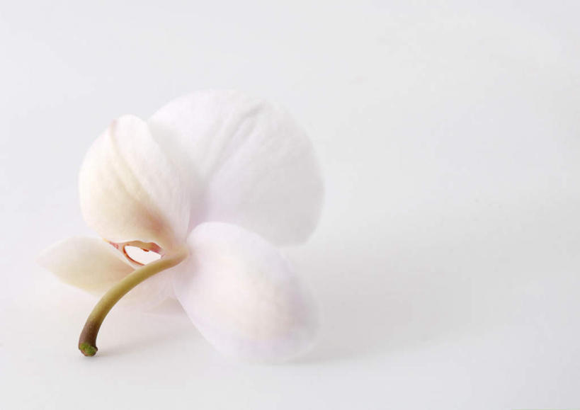 无人,横图,室内,特写,白天,白色背景,正面,幸福,纯洁,植物,桌子,蝴蝶兰,盛开,办公桌,茎,美丽,花,花瓣,花朵,花卉,鲜花,一朵,白色,花蕊,摄影,影棚,初恋,蝶兰,兰中皇后,彩图,影棚拍摄,拍摄