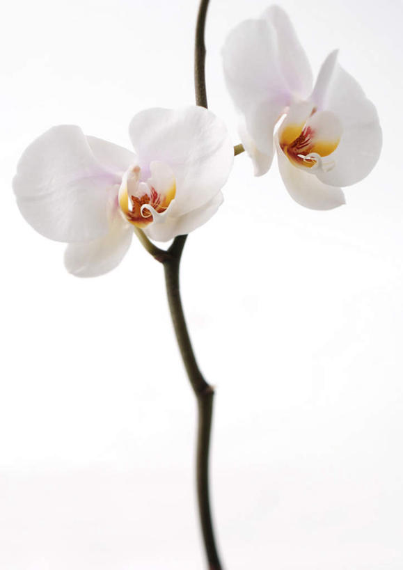 无人,竖图,室内,特写,白天,白色背景,正面,幸福,纯洁,植物,蝴蝶兰,盛开,美丽,花,花瓣,花朵,花卉,鲜花,一朵,白色,花蕊,摄影,影棚,初恋,蝶兰,兰中皇后,彩图,影棚拍摄,拍摄