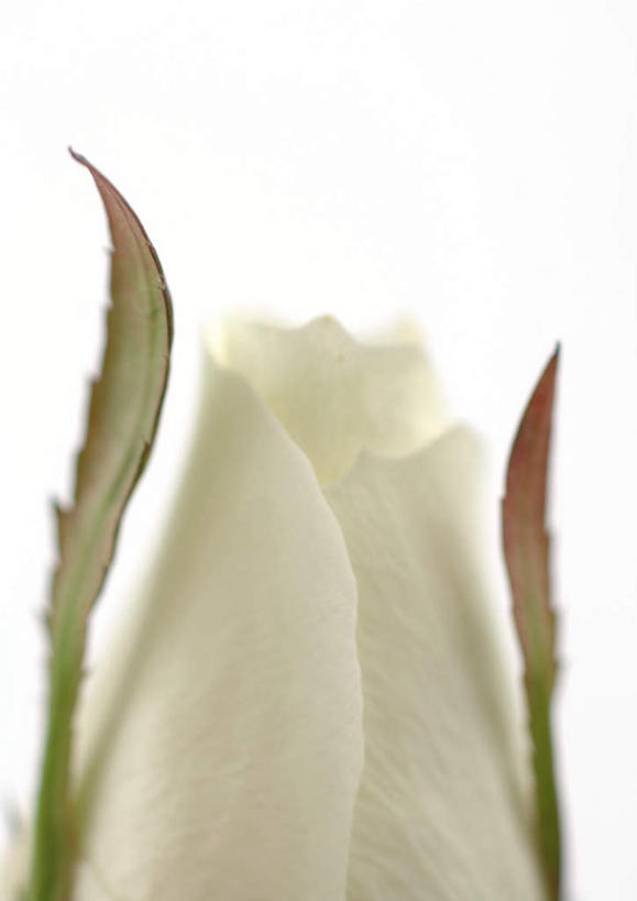 无人,竖图,室内,特写,白天,白色背景,正面,爱情,幸福,纯洁,热情,植物,玫瑰,盛开,玫瑰花,浪漫,花,花瓣,花朵,花卉,鲜花,一朵,白色,花蕊,温暖,温馨,恩爱,摄影,影棚,和睦,感动,尊敬,天真,刺玫花,徘徊花,彩图,影棚拍摄,拍摄,融洽