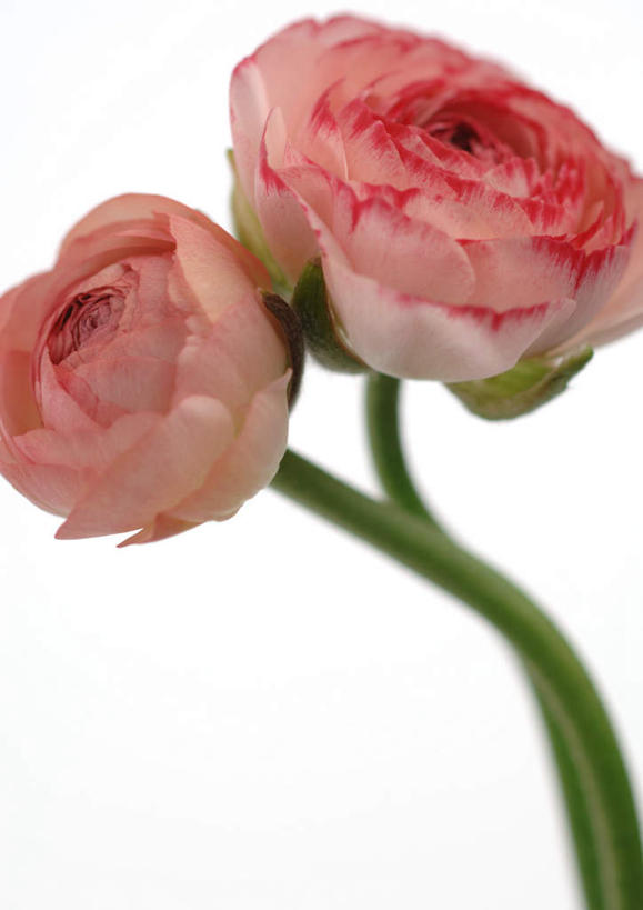 无人,竖图,室内,特写,白天,白色背景,正面,植物,盛开,芹菜花,花毛茛,花,花瓣,花朵,花卉,鲜花,两朵,粉色,花蕊,摄影,影棚,陆莲花,波斯毛茛,彩图,影棚拍摄,拍摄