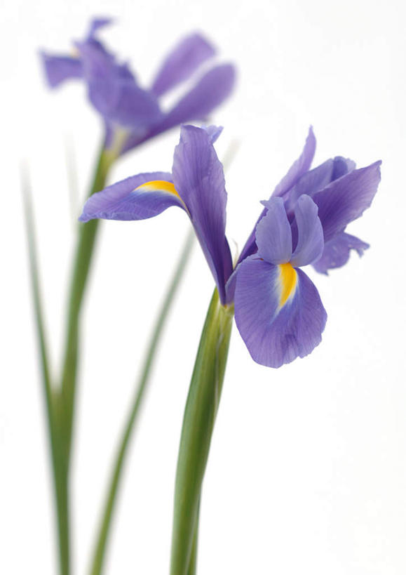 无人,竖图,室内,特写,白天,白色背景,正面,植物,盛开,草药,中药,花,花瓣,花朵,花卉,鲜花,两朵,蓝色,花蕊,摄影,影棚,鸢尾,药材,中草药,中药材,本草,紫蝴蝶,蓝蝴蝶,乌鸢,扁竹花,彩图,影棚拍摄,拍摄