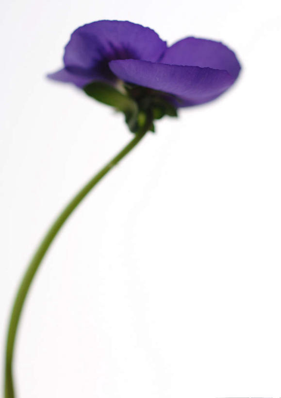 无人,竖图,室内,特写,白天,白色背景,正面,植物,紫罗兰,盛开,花,花瓣,花朵,花卉,鲜花,一朵,蓝色,花蕊,摄影,影棚,草紫罗兰,草桂花,彩图,影棚拍摄,拍摄