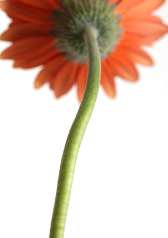 无人,竖图,室内,特写,白天,白色背景,正面,植物,盛开,非洲雏菊,玛格丽特,雏菊,花,花瓣,花朵,花卉,鲜花,一朵,红色,花蕊,菊花,摄影,影棚,延命菊,幸福花,春菊,马兰头花,彩图,影棚拍摄,拍摄