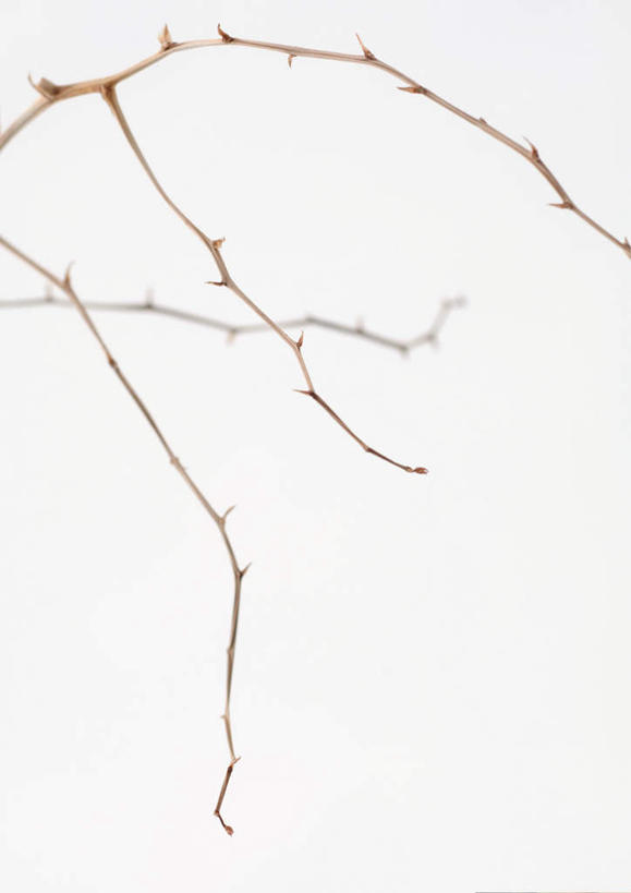 无人,竖图,室内,特写,白天,白色背景,正面,美景,植物,静物,一棵,景观,树,树木,树枝,绿色,自然,景色,摄影,影棚,生长,成长,自然风光,彩图,影棚拍摄,拍摄