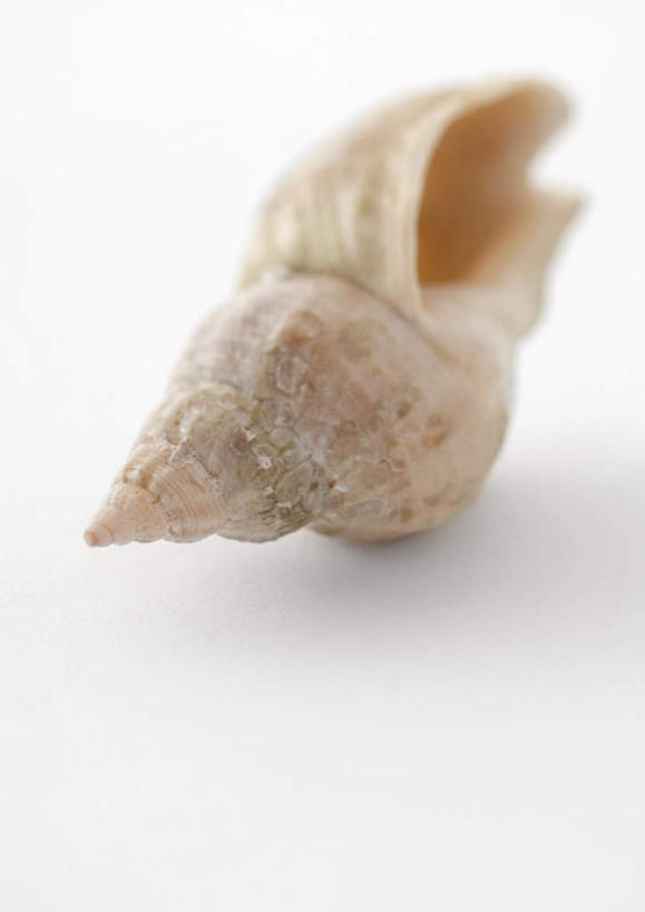 无人,竖图,室内,特写,白天,白色背景,正面,美景,桌子,静物,贝壳,办公桌,景观,海螺,一个,白色,自然,景色,摄影,影棚,单个,自然风光,贝类外壳,海螺壳,软体动物外壳,彩图,影棚拍摄,拍摄
