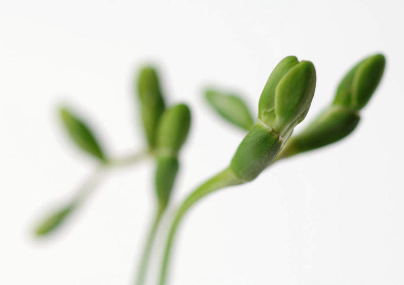 无人,横图,室内,特写,白天,白色背景,正面,美景,植物,静物,朦胧,模糊,盆栽,景观,盆景,绿色,自然,嫩芽,景色,摄影,影棚,生长,成长,自然风光,彩图,影棚拍摄,拍摄