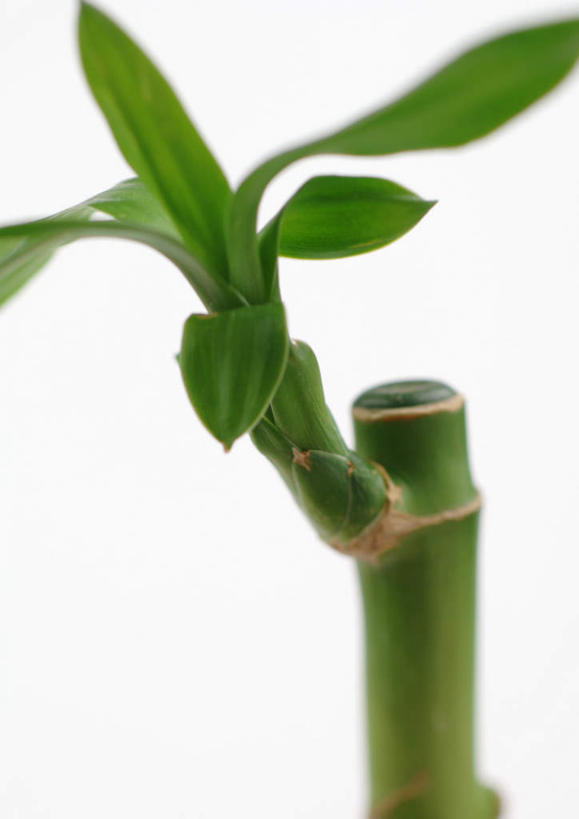 无人,竖图,室内,特写,白天,白色背景,正面,美景,竹子,静物,叶子,景观,绿叶,绿色,自然,嫩叶,景色,摄影,影棚,自然风光,叶,叶片,彩图,影棚拍摄,拍摄