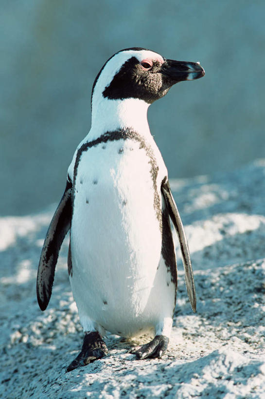 无人,站,竖图,室外,白天,正面,旅游,度假,石头,美景,企鹅,野生动物,非洲,南非,阴影,朦胧,模糊,光线,石子,影子,景观,云,云朵,云彩,娱乐,一只,蓝色,白云,蓝天,天空,阳光,自然,动物,天,站着,享受,休闲,景色,放松,可爱,活泼,自然风光,阿非利加洲,斑嘴环企鹅,非洲企鹅,黑脚企鹅,南非共和国,西开普省,石块,岩石,站立,彩图