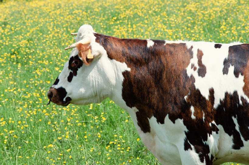 无人,站,横图,室外,白天,侧面,旅游,度假,美景,牛,一头,景观,娱乐,家禽,自然,动物,站着,享受,休闲,家畜,景色,放松,牲畜,自然风光,站立,半身,彩图