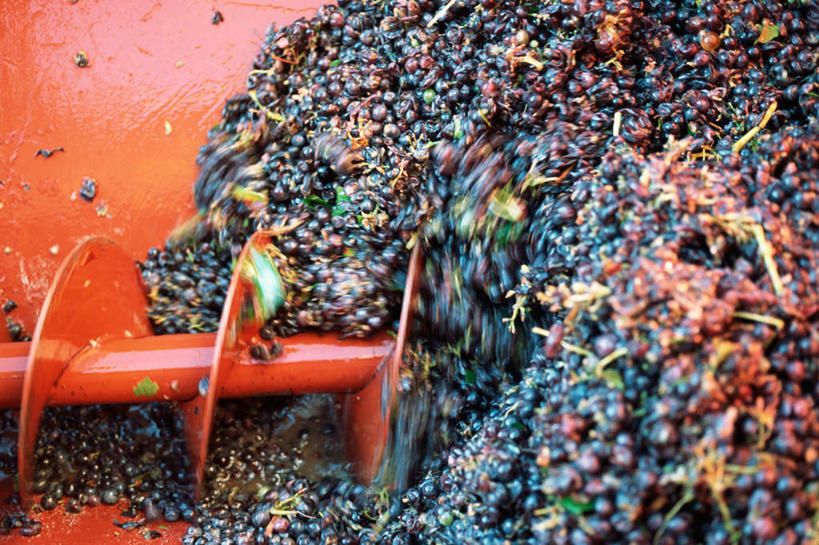 无人,竖图,俯视,室外,特写,白天,葡萄,静物,水果,许多,新鲜,生食,食品,果实,食物,有机食品,绿色食品,山葫芦,蒲桃,草龙珠,彩图,高角度拍摄